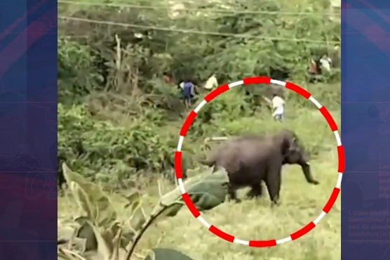 Elephant attack in chittoor